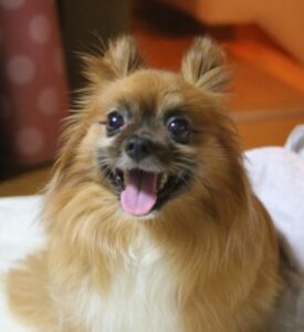 愛犬　ランちゃん