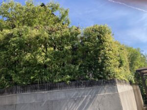 手入れの行き届かなくなった生垣