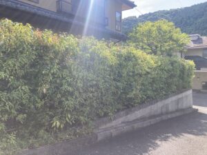 手入れの行き届かなくなった生垣