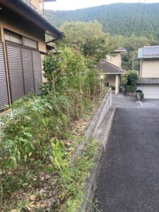生垣を根元で伐採